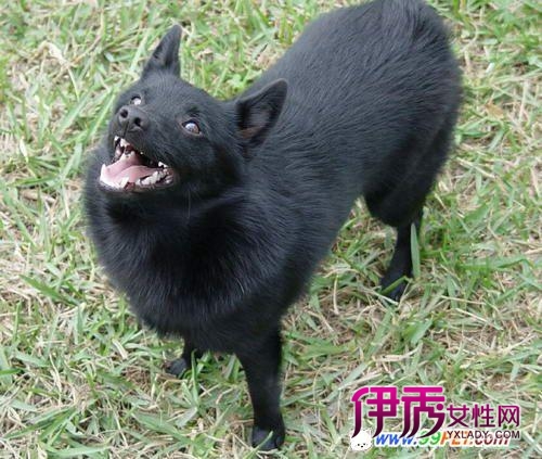 史奇毕的城堡炮塔防御战_史奇|life.yxlady.com