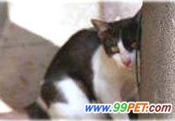 收集情报怎么做_wow收集情报_收集情报|life.y