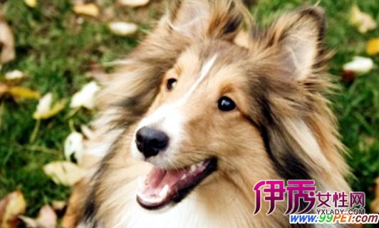 深圳大学_深圳大学内部网_深圳大学录取分数