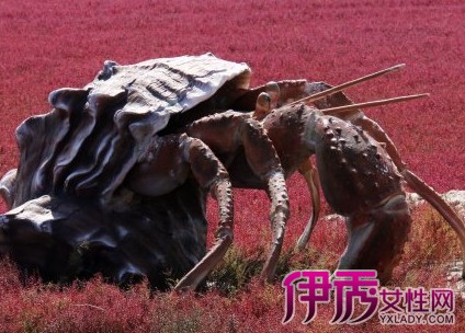 世界止最大螃蟹图片_最大螃蟹