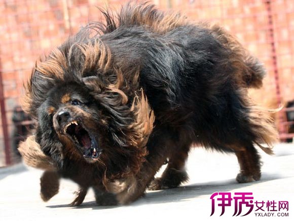 【图】藏獒vs老虎谁厉害 资料大揭秘